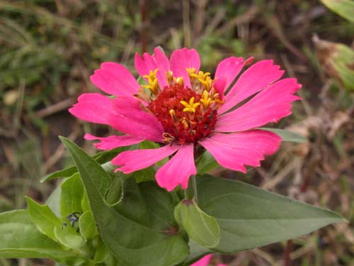 Floare 1