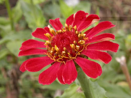 Floare 2