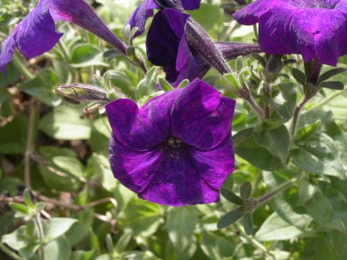 Floare MACRO